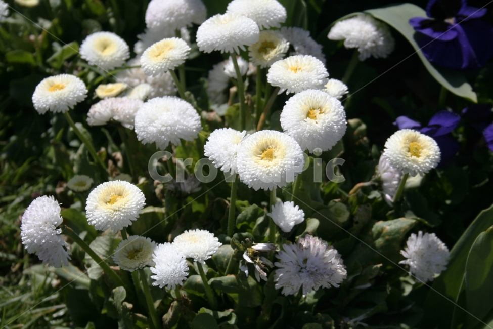 꽃,국화,자연,화단,꽃밭,식물,자연,plants,nature,꽃,flower