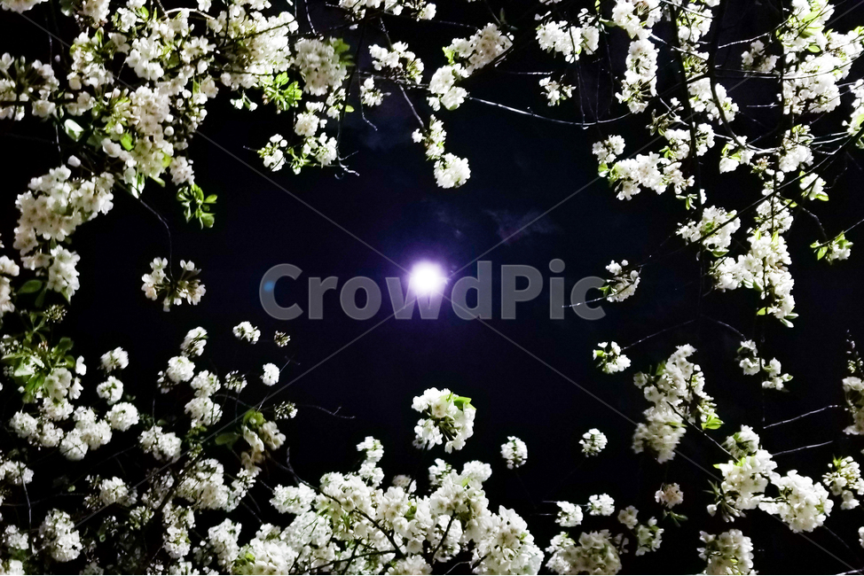 나무,꽃,보름달,달,보라빛,새벽,감성,미국,하늘,느낌,구름,sky,tree,purple,cloud,moon,dawn,자연,nature,landscape,풍경,flower,벚꽃,sakura,cherry,blossom