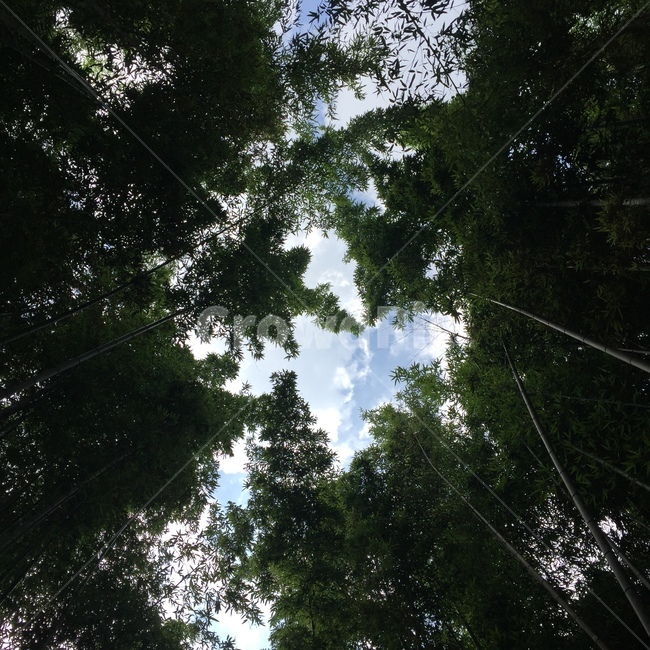하늘,숲,공원,나무,식물,대나무,sky,nature,bamboo,tree,forest,자연,풍경,nature,landscape,light,빛,flare,플레어,sunlight,햇빛,plant