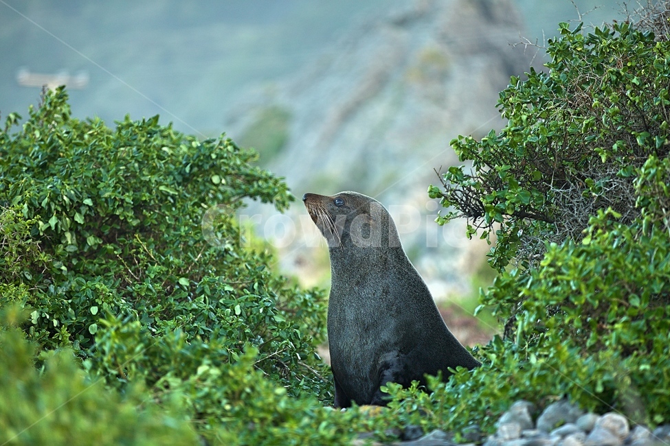 물개,바다,오션,자연,파도,동물,animal,포유류,mammal
