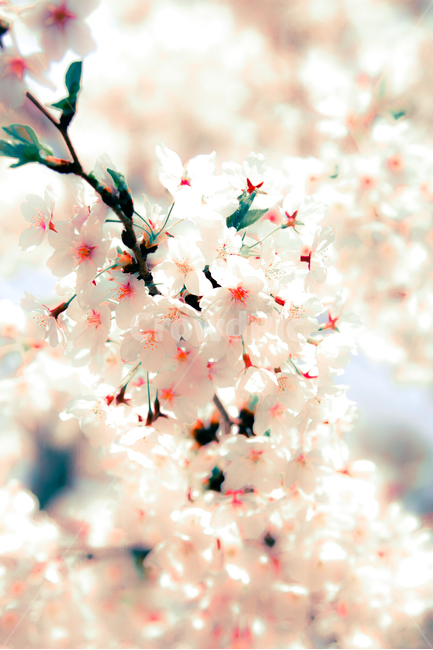꽃,벚꽃,flower,봄,여유,색감,배경,여의도,자유,파랑,하늘,분홍,조화,평화,기대감,봄,계절,spring,season,식물,자연,plants,nature,꽃,flower,plant,tree,나무,ornament,장식,christmas tree,크리스마스 트리,blossom,cherry blossom