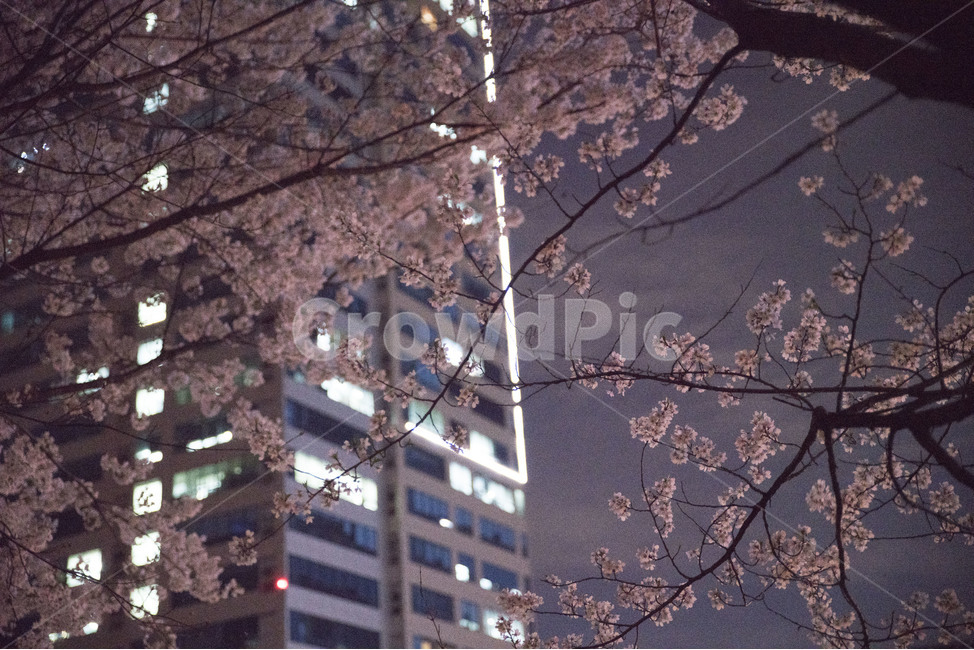 봄,벚꽃,봄꽃,꽃,밤,봄,계절,spring,season,야경,밤,풍경,nightscape,night,landscape,식물,자연,plants,nature,꽃,flower,plant,blossom,cherry blossom