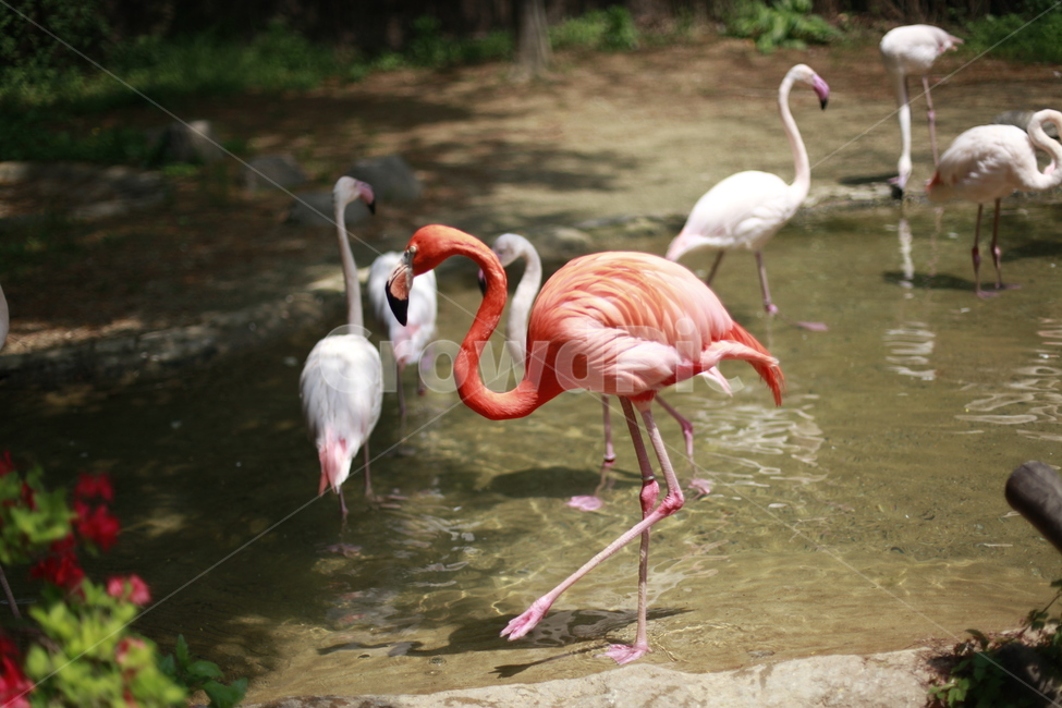 홍학,동물원,동물,새,물,물가,긴다리,동물,animal,조류,새,birds
