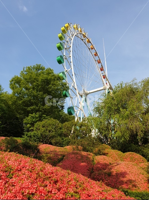 놀이공원,꽃,꽃밭,관람차,자연,빨강,풀,나무,레드,red,flower,nature
