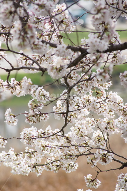 4월,벗꽃,향기,나무,꽃향기,봄,계절,spring,season,식물,자연,plants,nature,꽃,flower,plant,blossom