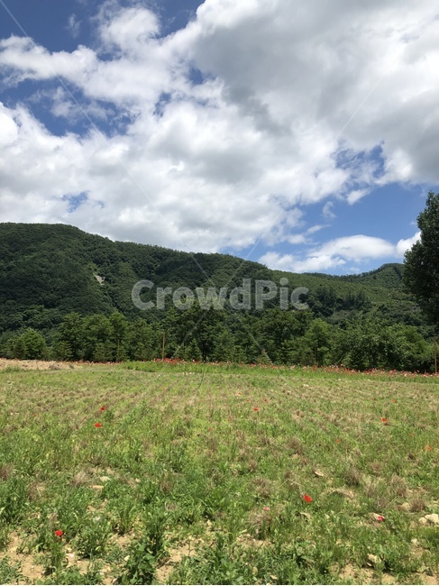 grassland,목초지,outdoors,옥외,field,들,nature,자연,countryside,한지방,여름,구름,산,꽃,자연,풍경,nature,landscape
