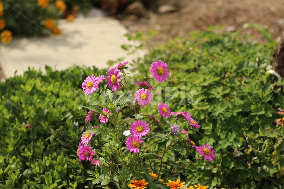 과꽃,꽃,국화과,한해살이,관상용,식물,자연,plants,nature,꽃,flower