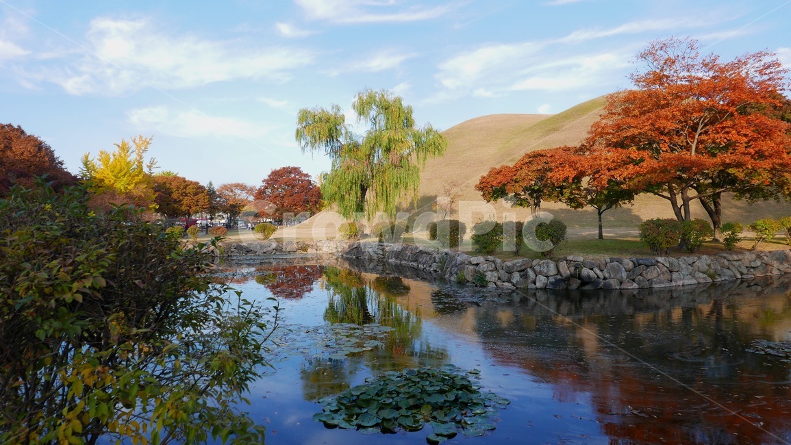풍경,경주,천마총,연못,감성사진,가을,계절,fall,autumn,season,자연,풍경,nature,landscape,한국자연풍경,한국자연경관,korea nature landscape,plant,식물,tree,나무,outdoors,옥외,water,물