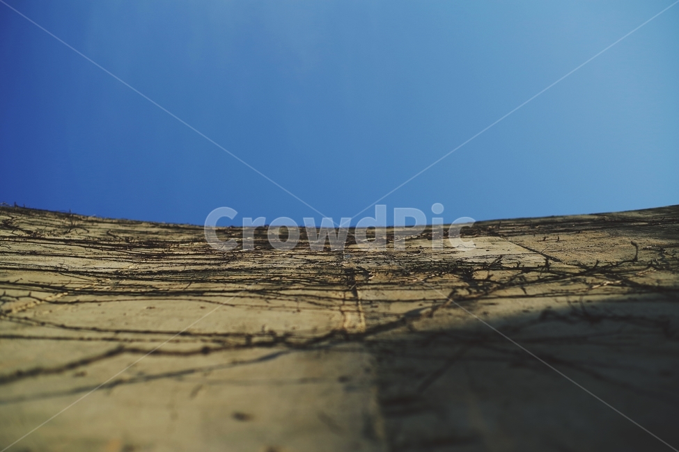 나무,풀,선,하늘,라인,벽,wall,tree,sky,line,경계,경계선,자연,식물,자연,plants,nature
