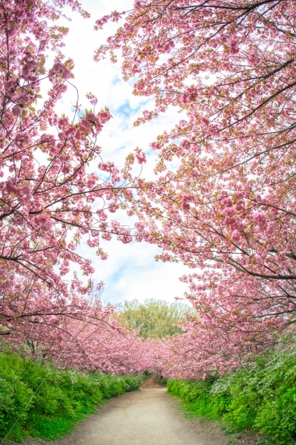 봄,꽃,꽃길,겹벚꽃,꽃터널,그린,핑크,화사함,풍경,식물,자연,nature,계절,spring,아침,사람없음,아름다운길,데이트,고해상,사진,백그라운드,배경,배경화면,한국,랜드마크,국내,경치,여백,맑음,상쾌,아웃포커스,봄,계절,spring,season,자연,풍경,nature,landscape,plant,blossom,cherry blossom,벚꽃,flower