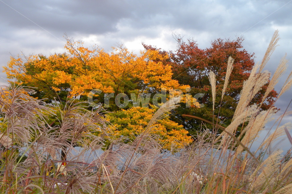 단풍,억새,노랑,억새꽃,녹색,가을,계절,fall,autumn,season,자연,풍경,nature,landscape,tree,나무,plant,식물,leaf,잎