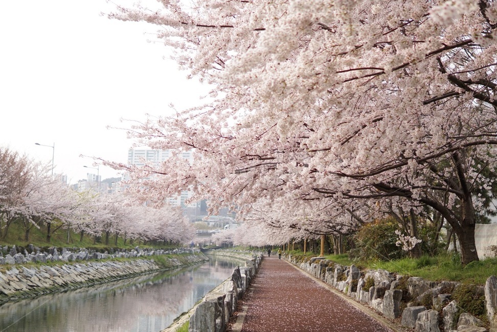 벚꽃,산책,꽃,나무,봄,봄,계절,spring,season,자연,풍경,nature,landscape,plant,식물,flower,cherry blossom,blossom