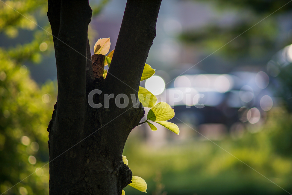 나무,나뭇잎,식물,공원,자연,아침빛,식물,자연,plants,nature,나무,trees,wood