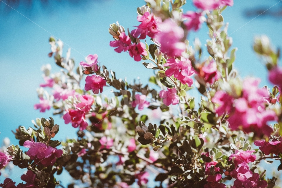 꽃,따뜻함,감성,분홍,자연,봄,계절,spring,season,식물,자연,plants,nature,꽃,flower,감성,sensible,feeling,plant