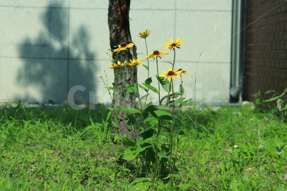 꽃,해바라기,초록초록,학교,화단,식물,자연,plants,nature,꽃,flower
