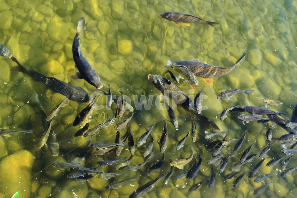 물고기,연못,계곡,강,호수,생선,풍경,동물,animal,어류,물고기,fish