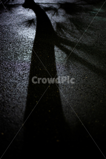 asphalt,아스팔트,그림자,나무,shadow,tree