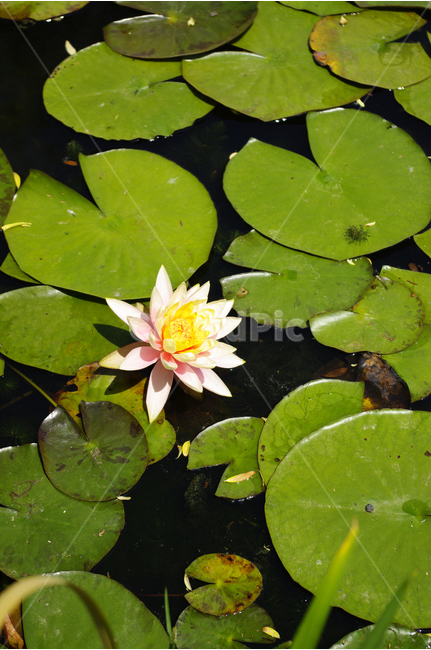 연못,수련,수생식물,식물,자연,꽃,flower,color,식물,자연,plants,nature,꽃,flower