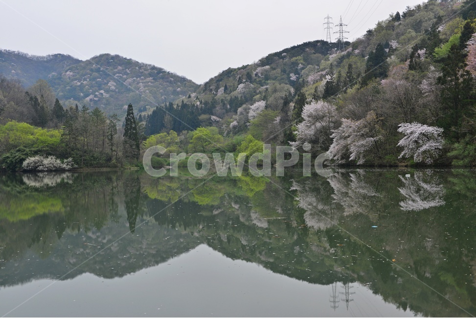 tree,나무,plant,식물,nature,자연,outdoors,옥외,전나무,water,물,화순,세량지,세량제,저수지,세량지봄,벚꽃,산벚꽃,봄,계절,반영,자연,풍경,nature,landscape