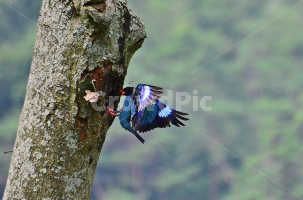 tree,나무,plant,식물,flying,나는,animal,동물,bird,새,파랑새,새집,육추,동물,animal,조류,새,birds