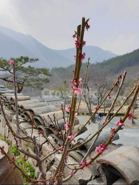전주,겨울,꽃,가지,월동