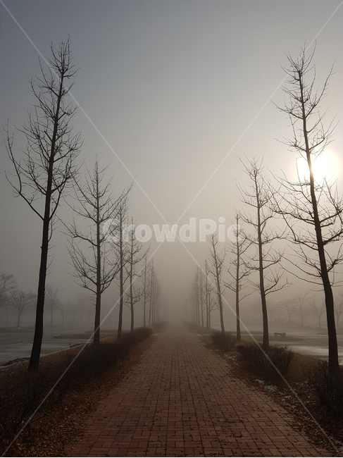 풍경,안개,산책길,아침안개,나무,mist,몽환,scenery,자연,풍경,nature,landscape,weather,날씨