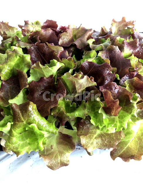 plant,식물,vegetable,야채,food,음식,lettuce,상추,초록상추,적상추,상추쌈,신선함,싱싱함,싱싱한상추,채소,야채,vegetables