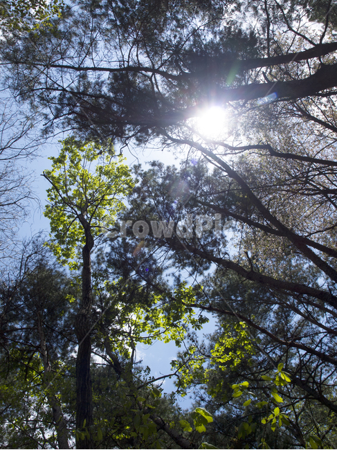 숲,나무,해,산,하늘,초록,식물,자연,plants,nature,나무,trees,wood