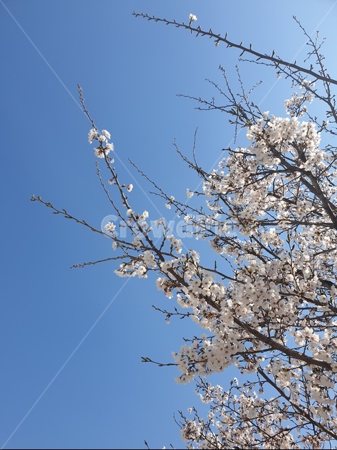 벚꽃,cherryblossom,꽃,flower,벛꽃나무,하늘,plant,식물,blossom