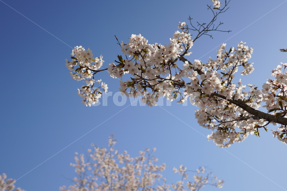 벚꽃,봄,햇빛,맑은,꽃잎,꽃,blossom,cherryblossom,만개,하늘,파란
