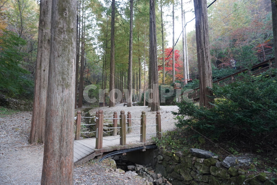 tree,나무,식물,plant,풍경,자연,풍경,nature,landscape,식물,plants,나무,trees,wood