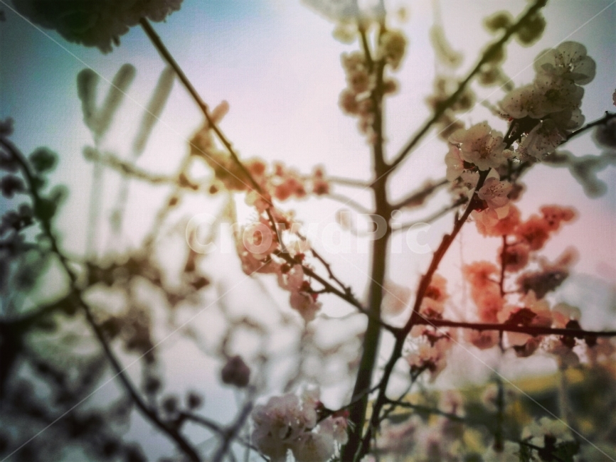 꽃,벚꽃사진,벚꽃,감성,감성사진,나뭇가지,플레어,봄,계절,spring,season,식물,자연,plants,nature,꽃,flower,감성,sensible,feeling,plant