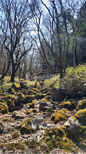 한라산,천아숲길,둘레길,tree,나무,plant,식물,ground,바닥,이끼