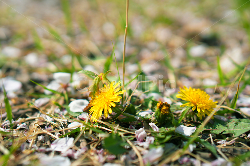 plant,식물,민들레,dandelion,꽃,flower