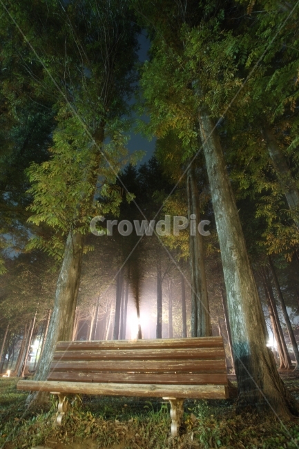 벤치,의자,메타세콰이어,야경,풍경,nightview,자연,풍경,nature,landscape,야경,밤,nightscape,night,식물,plants,나무,trees,wood,휴식,힐링,rest,relaxation,healing,bench,furniture,가구,weather,날씨