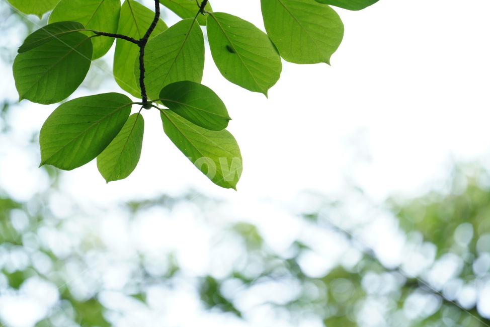 생명,생물,녹색,green,잎,leaf,plant,식물,식물,자연,plants,nature