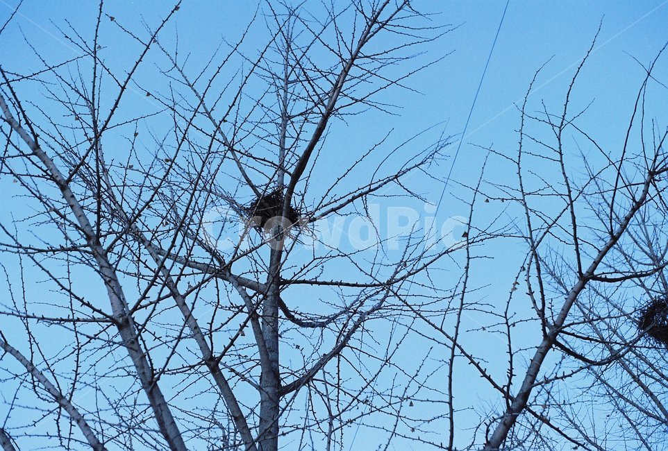 자연,나무,둥지,새,새둥지