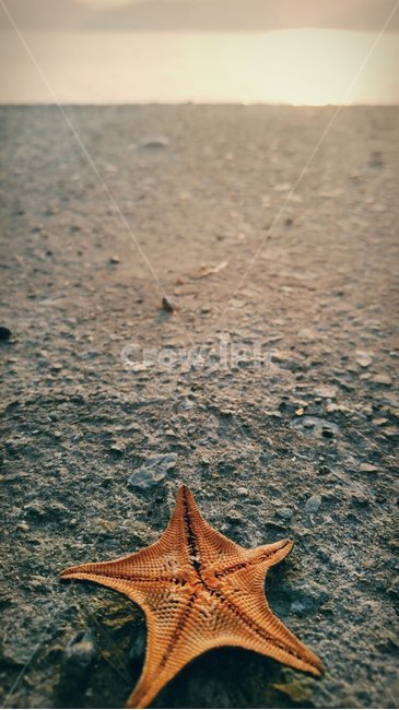 불가사리,파도,바다,바닷가,혼자,기다림,해변,바다,beach,sea,감성,sensible,feeling