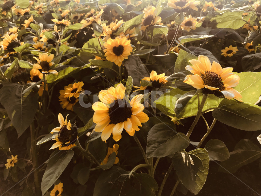 꽃,해바라기,가을,식물,노란꽃