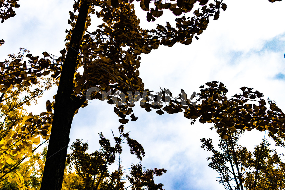 은행,은행나무,은행나무숲,은행잎,은행숲,가을,계절,fall,autumn,season,식물,자연,plants,nature,나무,trees,wood,light,빛,flare,플레어,plant,tree,tree trunk,나무 줄기,sunlight,햇빛