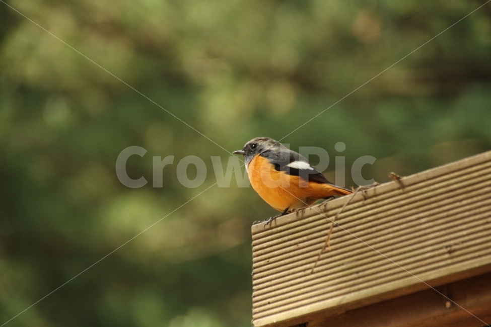아침고요수목원,캐논DSLR카메라,새,bird,가평,오전에,동물,animal,조류,새,birds