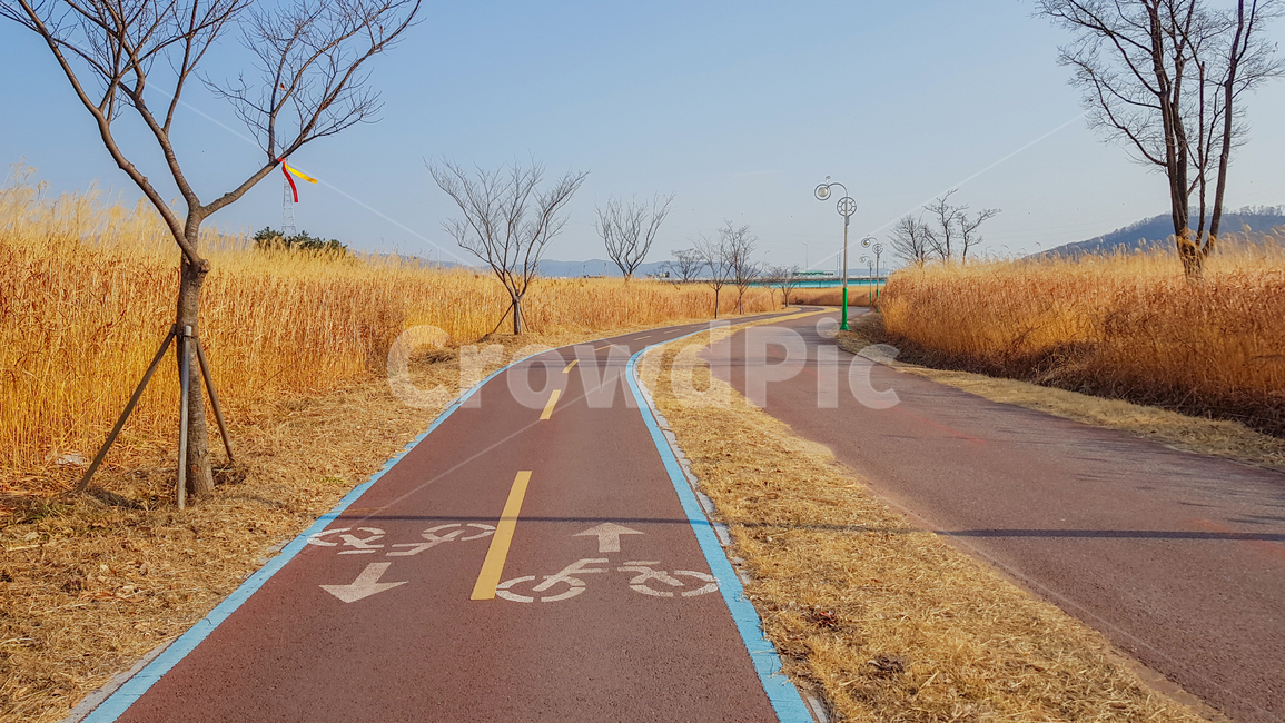 한강,산책로,자전거길,공원,자연적인,가을,갈대,landscape