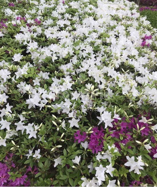 flower,자연,플라워,식물,꽃,식물,자연,plants,nature,꽃,flower
