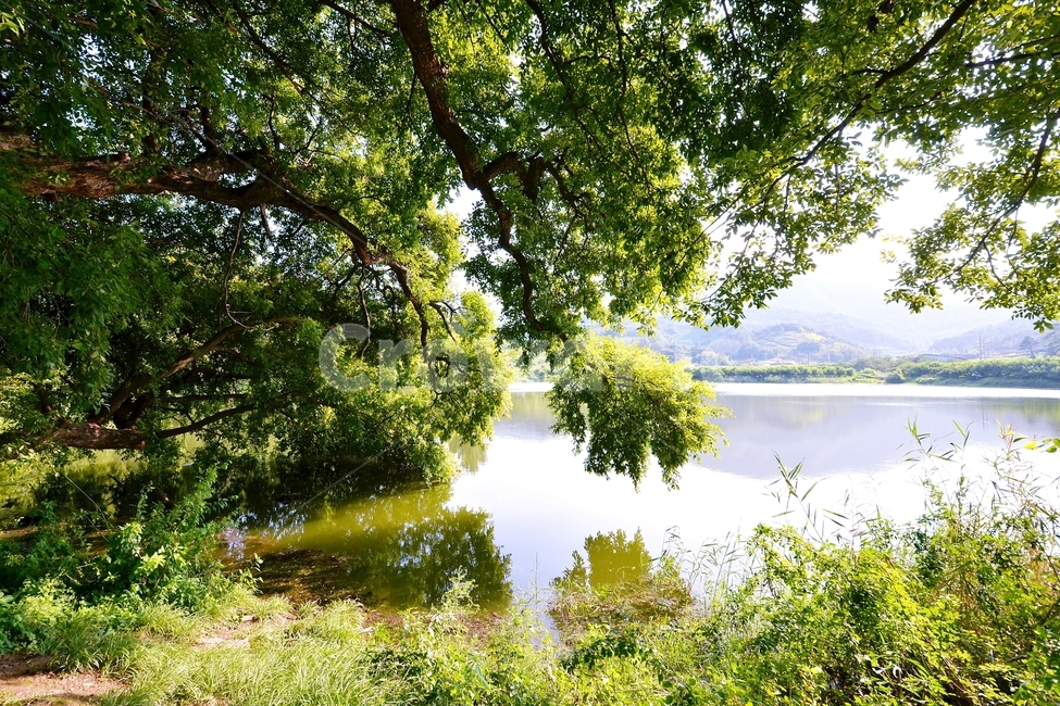 경산,반곡지,봄나무,연못,봄,나무,울창한,풍경,자연,풍경,nature,landscape,water,물,outdoors,옥외