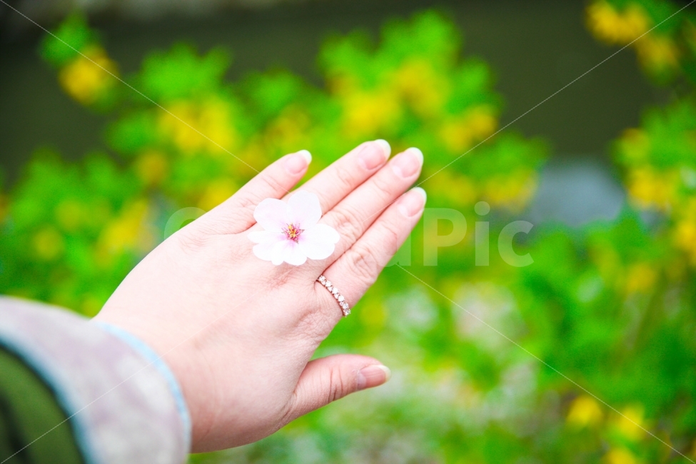 봄,풍경,벚꽃,여행,일상,봄,계절,spring,season,식물,자연,plants,nature,꽃,flower,사람,인물,인간,human,person,신체일부,몸,body,감성,sensible,feeling