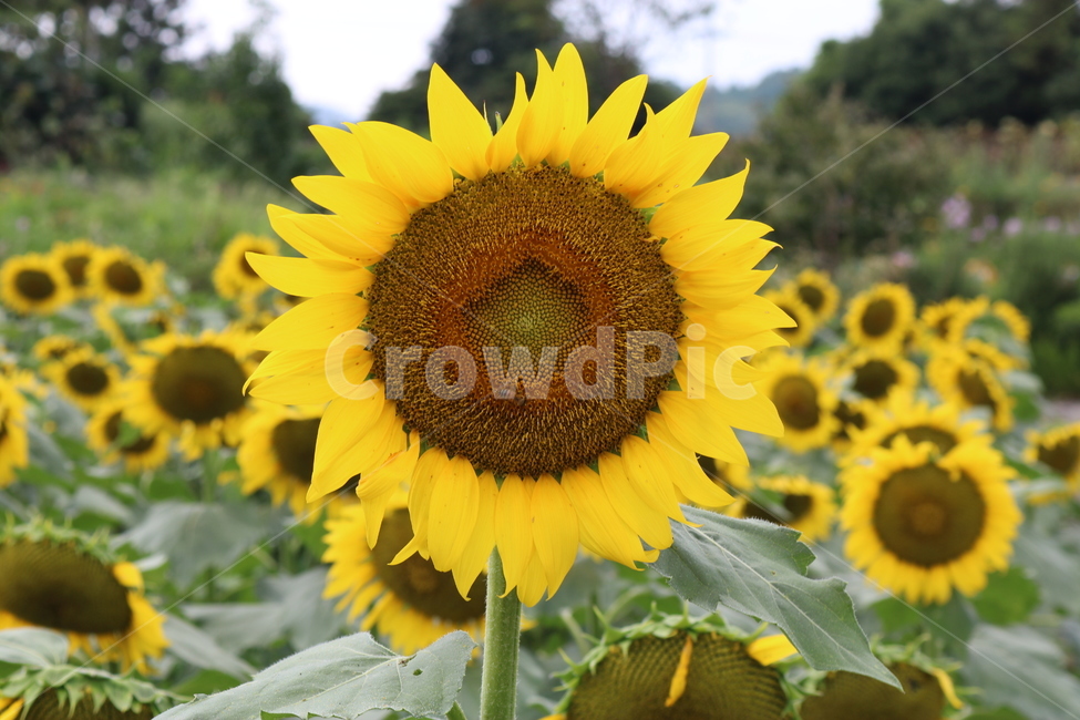 해바라기,sunflower,해바라기근접샷,꽃,풍경,해바라기밭,밭,꽃밭
