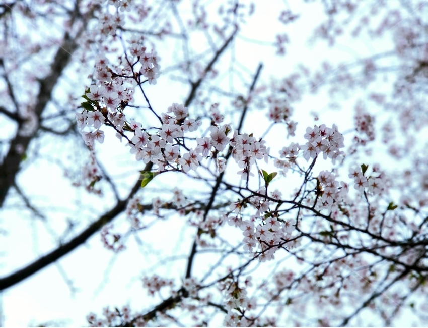 벚꽃,봄,나무,하늘,자연,봄,계절,spring,season,식물,자연,plants,nature,꽃,flower,plant,blossom