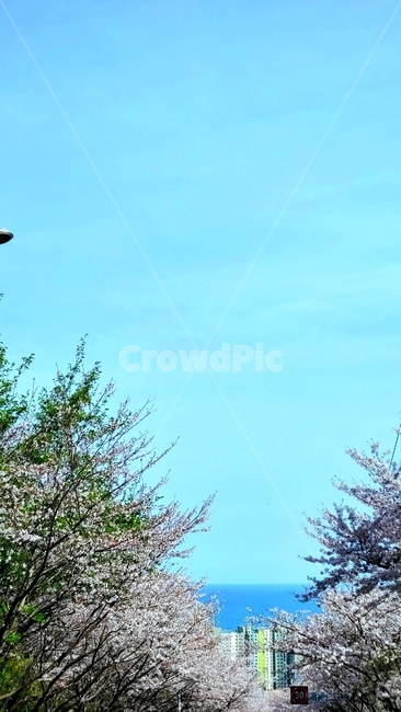 tree,나무,아비,abies,식물