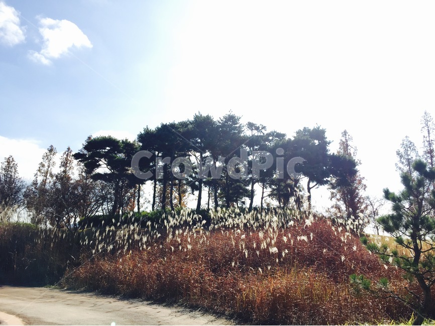 순천,순천만국가정원,가을,풍경,갈대,가을,계절,fall,autumn,season,자연,풍경,nature,landscape,outdoors,옥외