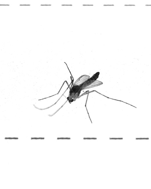 모기,곤충,노트,insect,mosquito,동물,animal,곤충,벌레,insect,bug